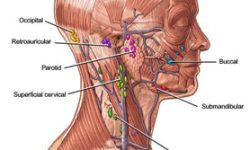 hodgkins-disease